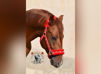 Hispano arabe, Étalon, 3 Ans, 158 cm, Alezan