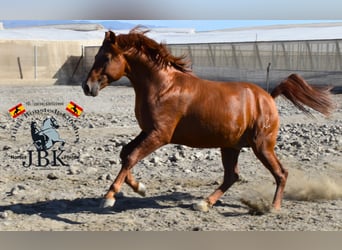 Hispano arabe, Étalon, 3 Ans, 158 cm, Alezan