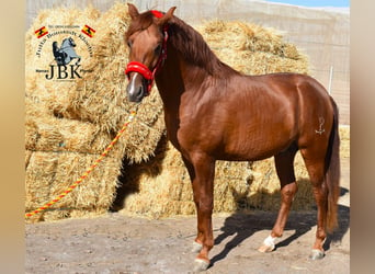 Hispano arabe, Étalon, 3 Ans, 158 cm, Alezan