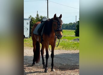 Hispano arabe, Étalon, 4 Ans, 155 cm, Alezan brûlé