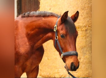 Hispano arabe, Étalon, 4 Ans, 155 cm, Alezan brûlé