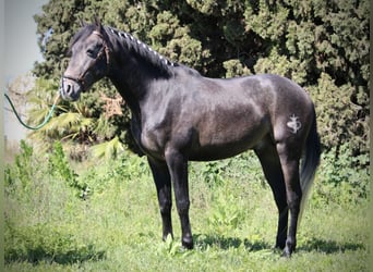 Hispano arabe, Étalon, 4 Ans, 156 cm, Rouan bleu