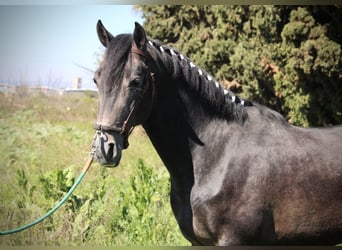 Hispano arabe, Étalon, 4 Ans, 156 cm, Rouan bleu