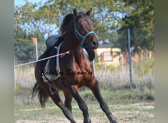 Hispano arabe, Étalon, 5 Ans, 156 cm, Bai