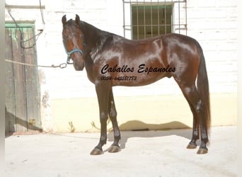 Hispano arabe, Étalon, 5 Ans, 156 cm, Bai