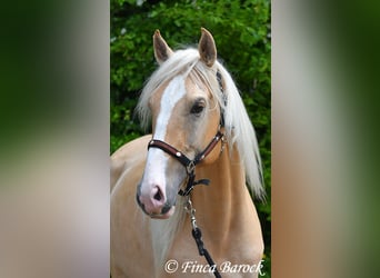 Hispano arabe, Étalon, 5 Ans, 156 cm, Palomino