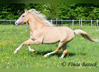 Hispano arabe, Étalon, 5 Ans, 156 cm, Palomino