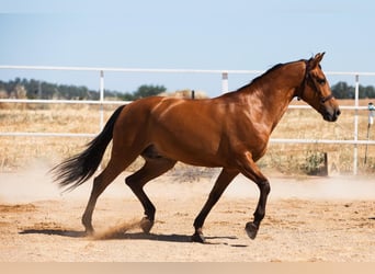 Hispano arabe, Étalon, 8 Ans, 164 cm, Alezan