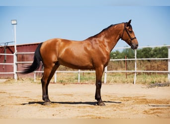 Hispano arabe, Étalon, 8 Ans, 164 cm, Alezan