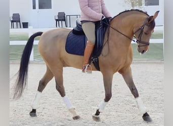 Hispano arabe, Hongre, 10 Ans, 159 cm, Bai