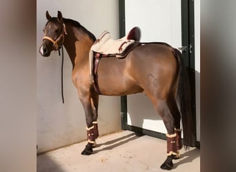 Hispano arabe, Hongre, 10 Ans, 159 cm, Bai
