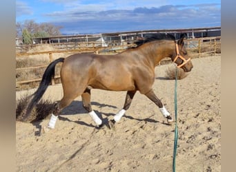 Hispano arabe, Hongre, 11 Ans, 159 cm, Bai