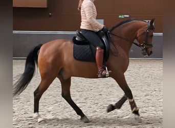 Hispano arabe, Hongre, 11 Ans, 159 cm, Bai