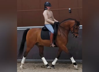 Hispano arabe, Hongre, 11 Ans, 159 cm, Bai