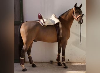 Hispano arabe, Hongre, 11 Ans, 159 cm, Bai