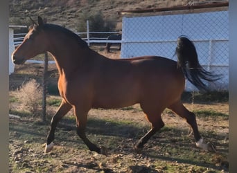 Hispano arabe, Hongre, 11 Ans, 159 cm, Bai