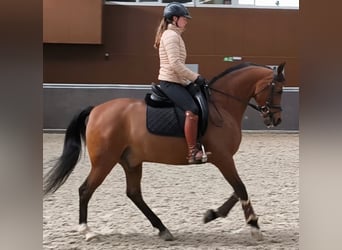 Hispano arabe, Hongre, 11 Ans, 159 cm, Bai