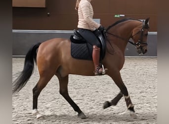 Hispano arabe, Hongre, 11 Ans, 159 cm, Bai