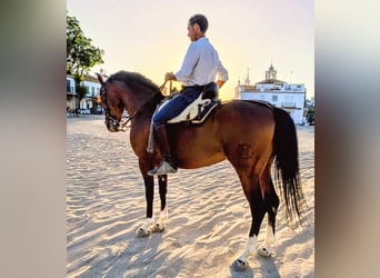 Hispano arabe, Hongre, 11 Ans, 162 cm, Bai