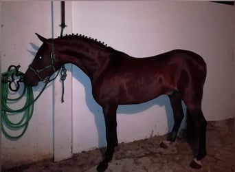 Hispano arabe, Hongre, 11 Ans, 165 cm, Bai
