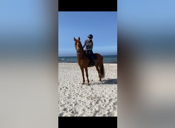 Hispano arabe, Hongre, 12 Ans, 167 cm, Alezan