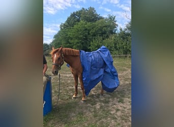 Hispano arabe, Hongre, 12 Ans, 167 cm, Alezan