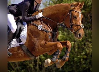 Hispano arabe, Hongre, 12 Ans, 167 cm, Alezan