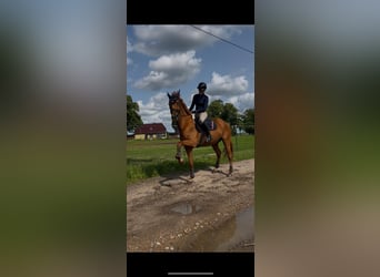 Hispano arabe, Hongre, 12 Ans, 167 cm, Alezan