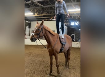Hispano arabe, Hongre, 12 Ans, 167 cm, Alezan