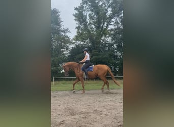 Hispano arabe, Hongre, 12 Ans, 167 cm, Alezan