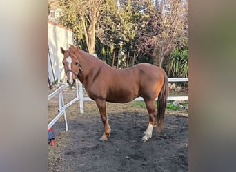 Hispano arabe, Hongre, 14 Ans, 134 cm, Alezan