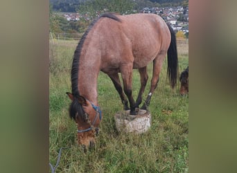Hispano arabe, Hongre, 15 Ans, 152 cm, Roan-Bay