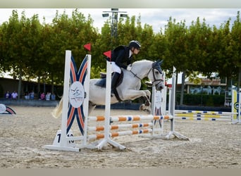 Hispano arabe, Hongre, 19 Ans, 148 cm, Gris