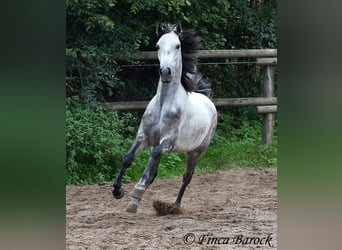 Hispano arabe, Hongre, 4 Ans, 156 cm, Gris