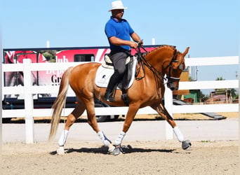 Hispano arabe, Hongre, 4 Ans, 157 cm, Gris moucheté