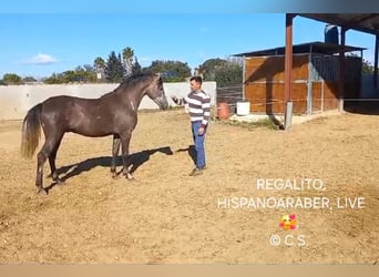 Hispano arabe, Hongre, 4 Ans, 160 cm