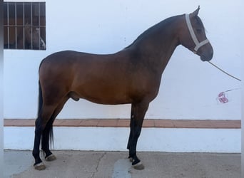 Hispano arabe, Hongre, 4 Ans, 162 cm, Bai