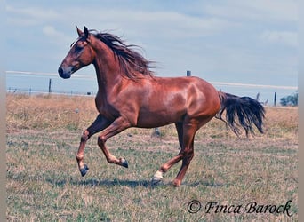 Hispano arabe, Hongre, 5 Ans, 156 cm, Alezan