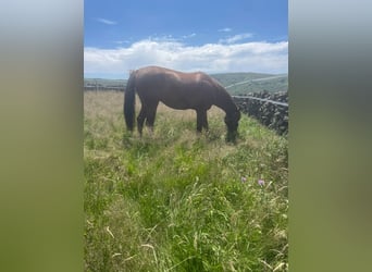 Hispano arabe Croisé, Hongre, 5 Ans, 160 cm, Alezan brûlé