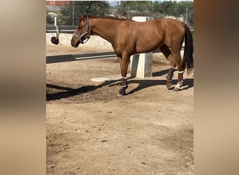 Hispano arabe, Hongre, 5 Ans, 160 cm, Alezan brûlé