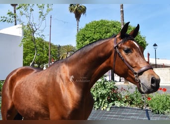 Hispano arabe, Hongre, 5 Ans, 163 cm, Bai