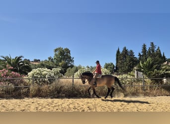 Hispano arabe, Hongre, 5 Ans, 163 cm, Gris (bai-dun)