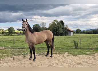 Hispano arabe, Hongre, 5 Ans, 163 cm, Gris (bai-dun)
