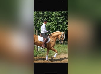 Hispano arabe, Hongre, 5 Ans, 165 cm, Palomino