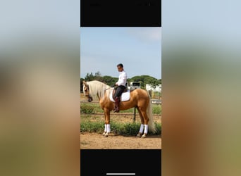 Hispano arabe, Hongre, 5 Ans, 165 cm, Palomino