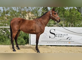 Hispano arabe, Hongre, 6 Ans, 146 cm, Bai