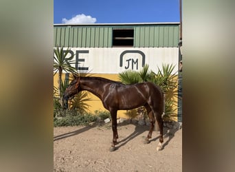 Hispano arabe, Hongre, 7 Ans, 162 cm, Alezan