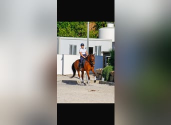 Hispano arabe, Hongre, 7 Ans, 163 cm, Bai