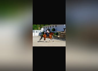 Hispano arabe, Hongre, 7 Ans, 163 cm, Bai
