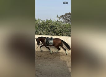 Hispano arabe, Hongre, 7 Ans, 165 cm, Bai